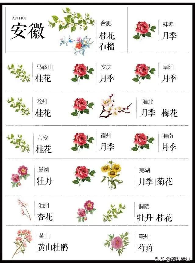 中国各城市市花