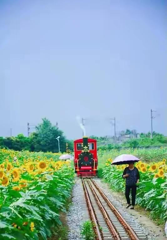 向日葵花期