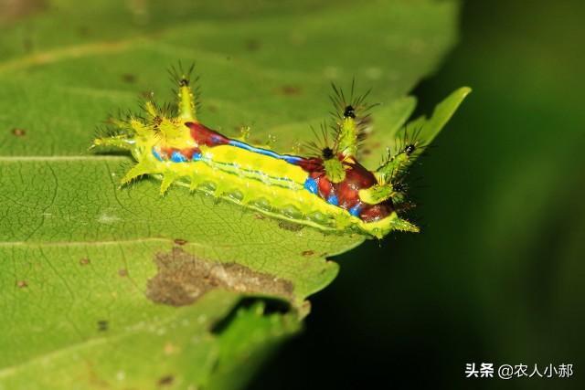 李子树开花期间不可喷杀虫剂，这个时候喷保果2