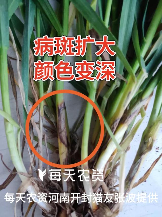 哭！近期麦苗大片大片发黄，怎么补救？5大原因必看9