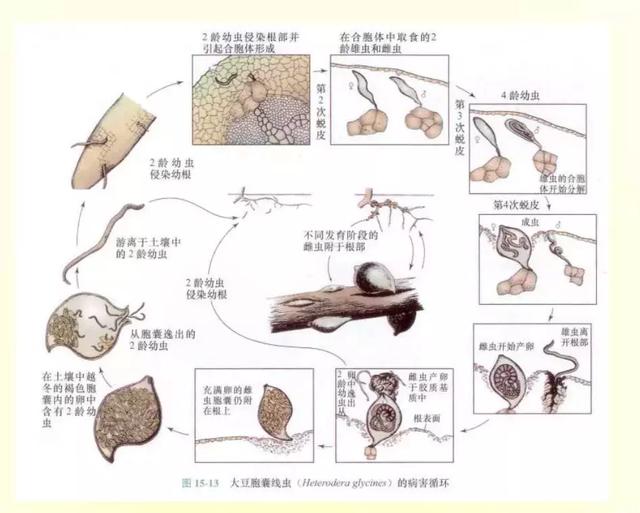 百年线虫，神农丹、克百威及非法熏蒸剂禁用后，谁来攻克？15