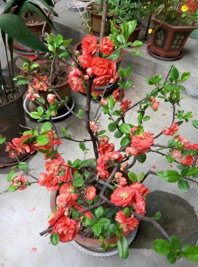 四季垂丝海棠