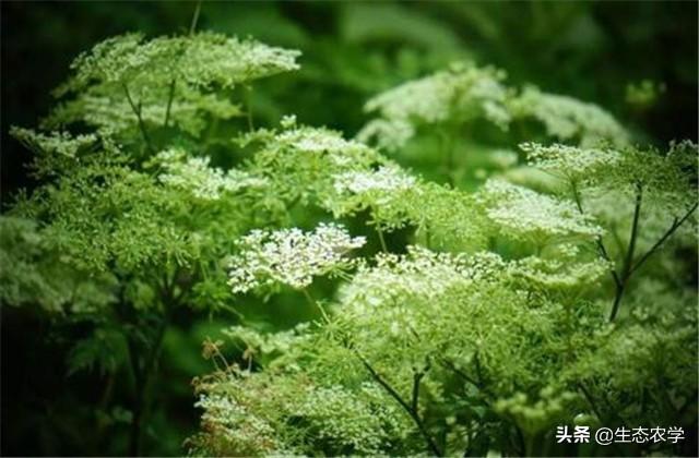 当归种植与病虫害防治技术，种植好了，想不赚钱都难8