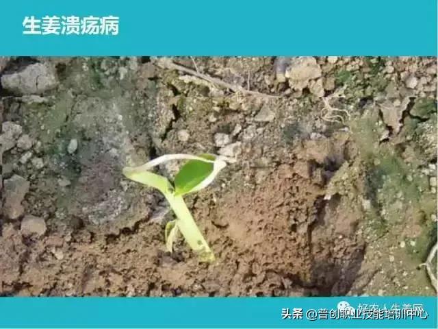 「生姜植保」生姜病虫害图谱以及防止办法（姜农必看！）12