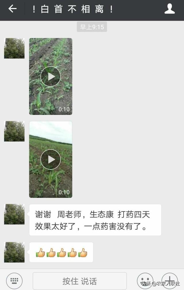 除草剂药害别着急，教你一个缓解的小秘密8