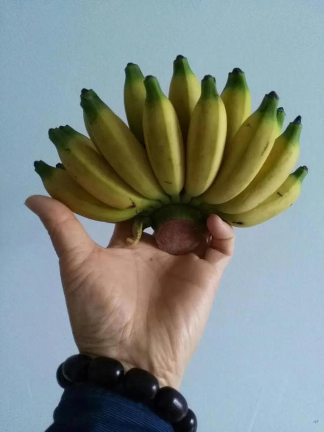皇帝蕉(皇帝蕉和香蕉哪个通便) 资讯 第4张