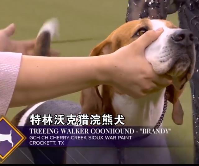 美国猎狐犬与比格犬图片