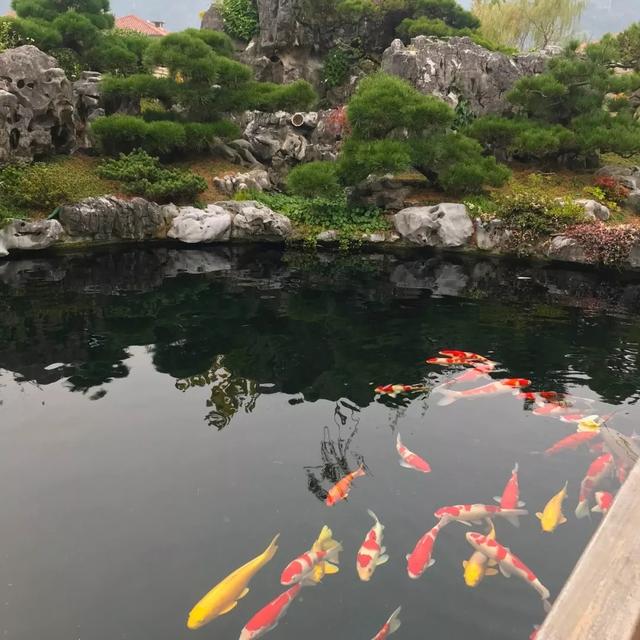 A0卡利鱼池过滤机