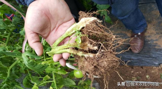 种植瓜果蔬菜，如何解决死苗死棵、烂根烂茎、萎枯猝倒的难题？7