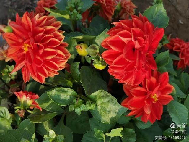 走进紫晨广场：文/李生财，图/郭翠枝