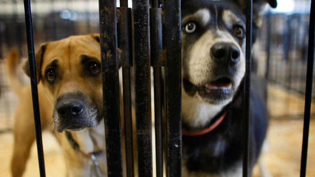 “世界已经疯了”因担心传播新冠病毒，澳大利亚一州的官员射杀了收容所的狗