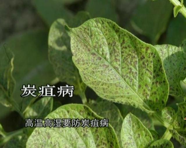 土豆种植4膜技术，与生长时期管理相结合，错峰上市增产提质16