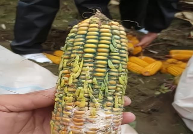 玉米灌浆期常见的一种病害：穗部和籽粒出现腐烂，9月是高发期