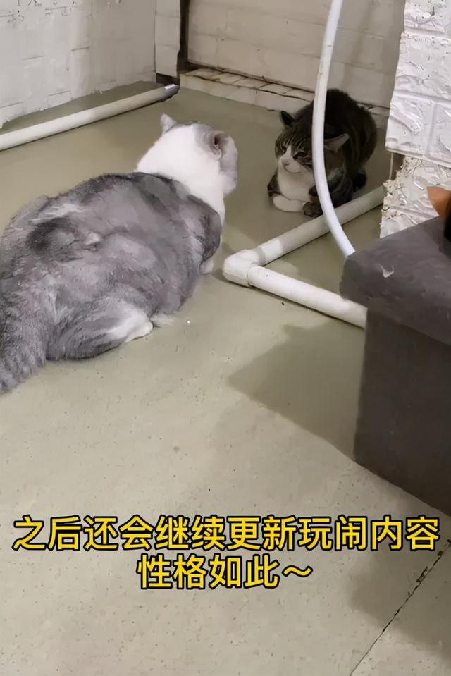 我给猫头套上臭屁蛋直播，就是玩玩，没想到猫会死u201d - 太阳信息网