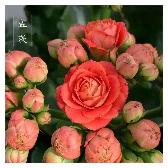 长寿花的50个品种,文末附长寿花的养护简介