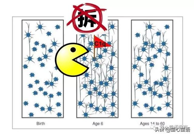 「童心童语分享」蒙台梭利教育与表观遗传学原来有这么密切的联系