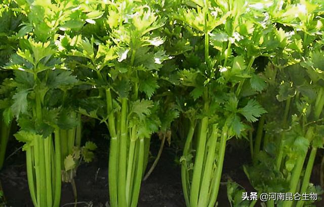 芹菜上什么肥料产量高？芹菜用什么叶面肥好？芹菜施什么肥料好？5