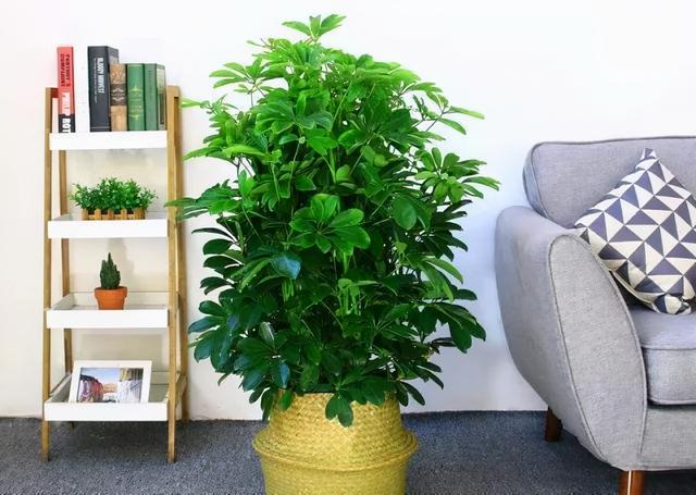 小家碧玉花