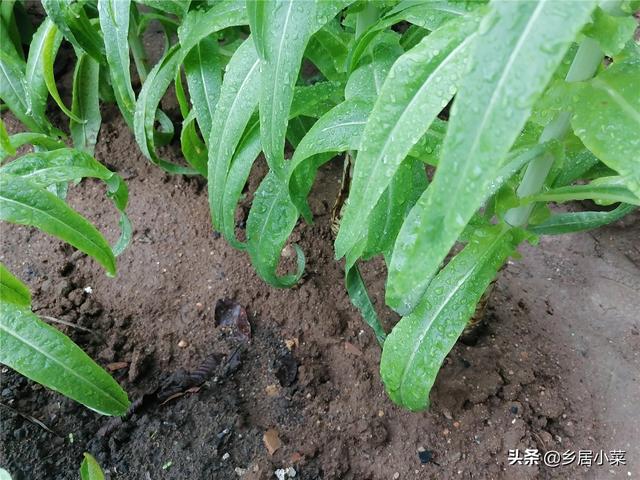 春季多雨，茂盛莴笋现低温高湿型病害？叶子异常斑点，早摘叶拔株6