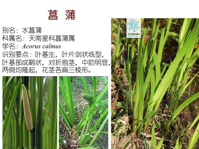 水生植物种类 水生植物种类（水生植物100种） 生活