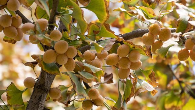 秋季健康饮食知多少？