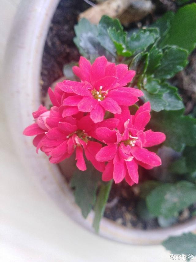 长寿花 长寿花（长寿花不开花光长叶子是什么原因） 生活