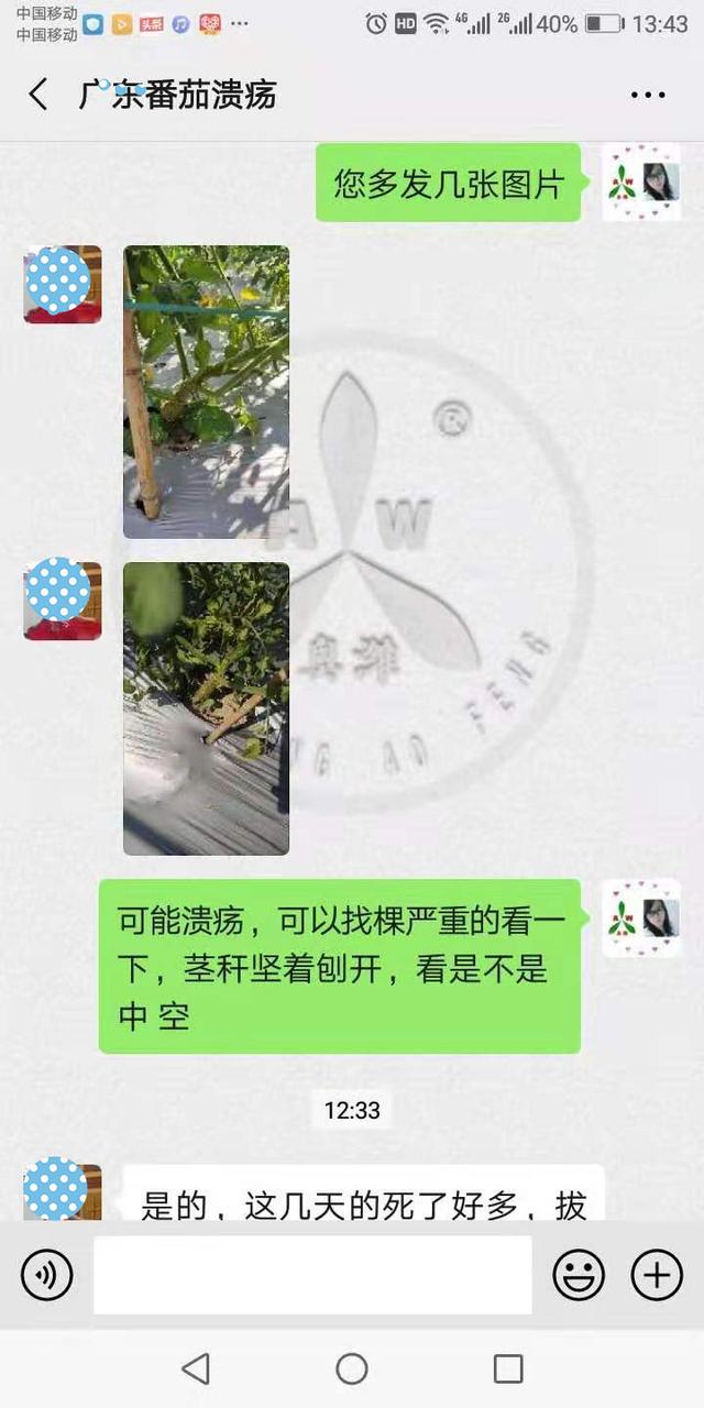 圣女果溃疡病发病重，传播快怎么用药防治效果好？1