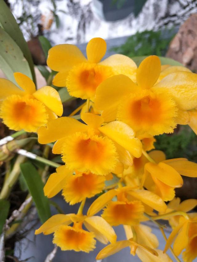 花卉名称