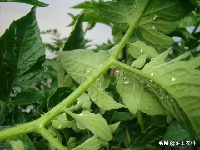 又一个新药上市防治抗性白粉虱、烟粉虱，万无一“虱”，干净彻底1