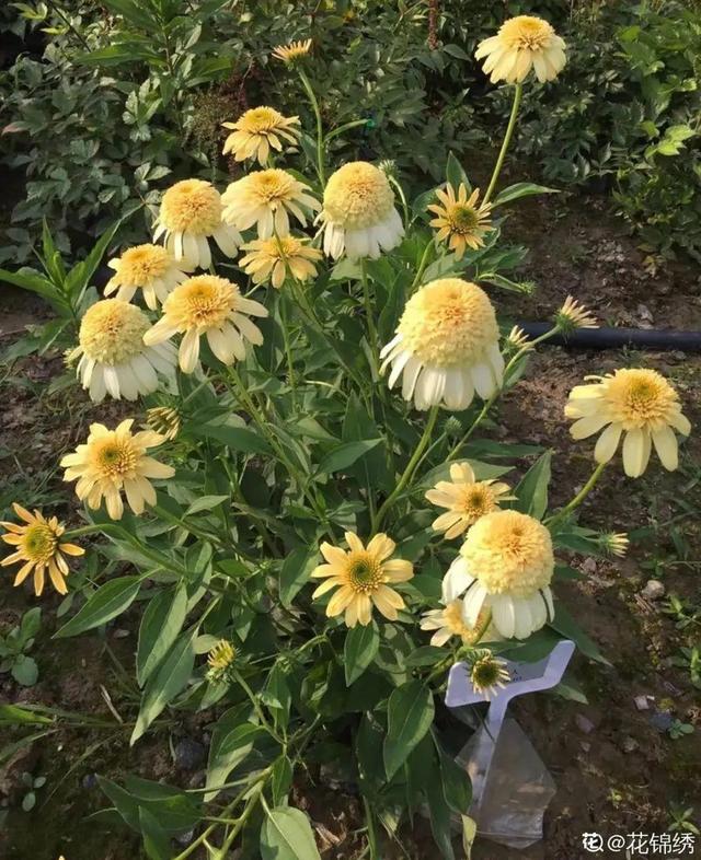 夏天的花 夏天的花（夏天的花卉） 生活