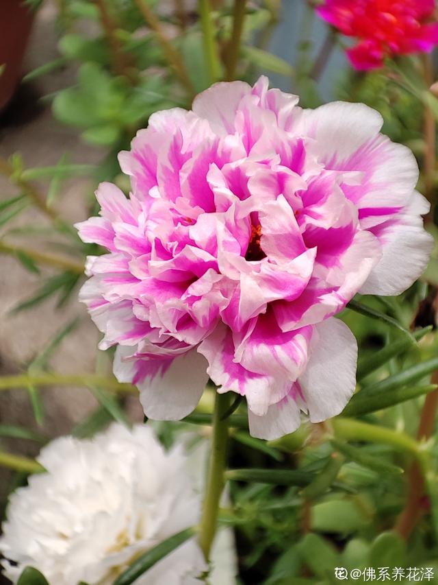 教师节送什么鲜花好