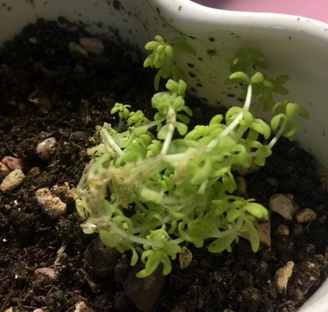 薄雪万年草