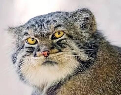 帕拉斯猫有多凶狠(帕拉斯猫有多凶狠)