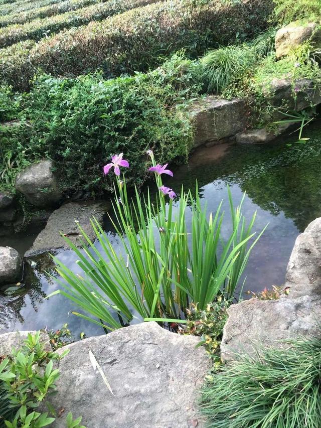 水植物 水植物（水生植物施工组织设计） 生活