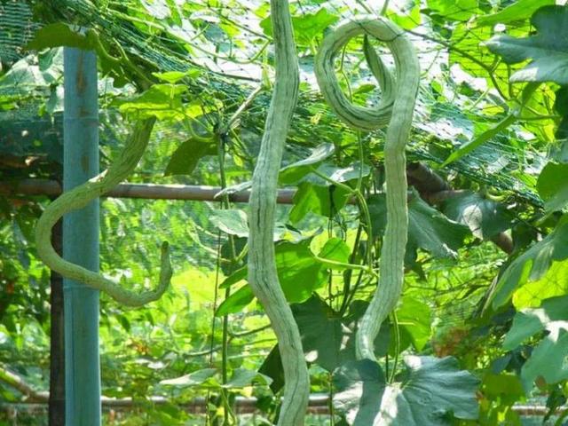 入冬后记得给孩子吃8种“维生素冠军”，我家常吃7种，你家呢？