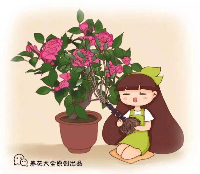 茶花 茶花（茶花树） 生活