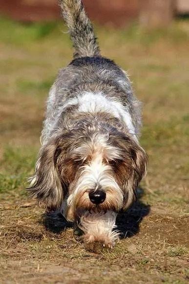 贝吉格里芬凡丁犬