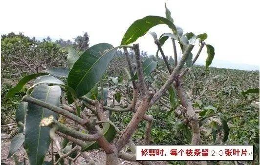 芒果树怎么修剪来年才能挂果高？你想要的答案来了3