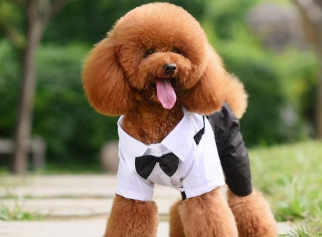 泰迪狗狗越来越瘦怎么回事(狗狗大量饮水越来越瘦)-艾拉狗狗乐园