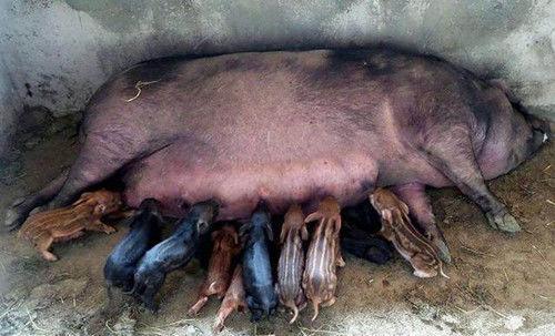 农民被遗弃的猪崽（农村大叔的母猪失踪半个月）(2)