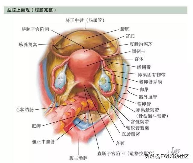 美女肚子大解剖（解剖女孩的肚子）