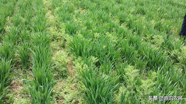 这个新药专治麦田雀麦、野燕麦、棒头草、硬草等禾本科杂草5