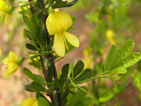 锦鸡儿(锦鸡儿和柠条的区别) | 伯乐创业网