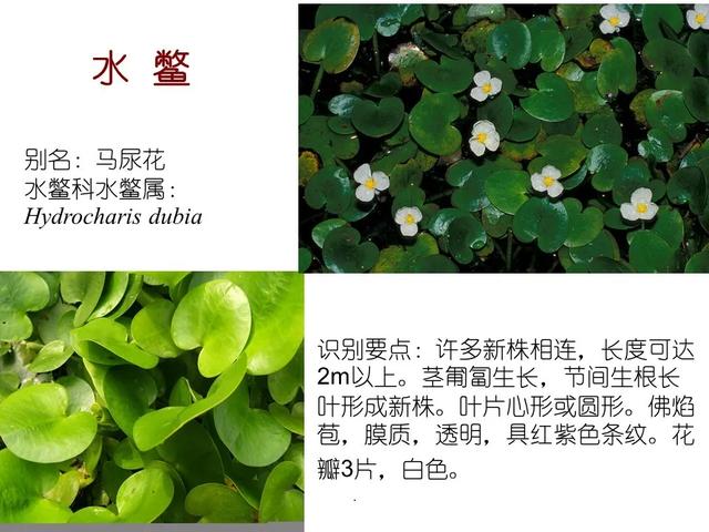 水生植物种类 水生植物种类（水生植物100种） 生活