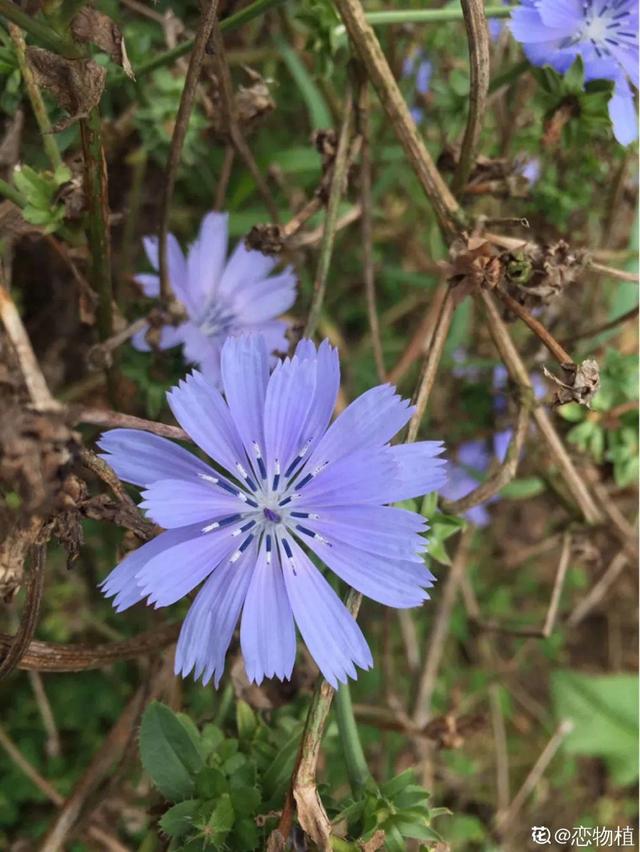 春天的野花