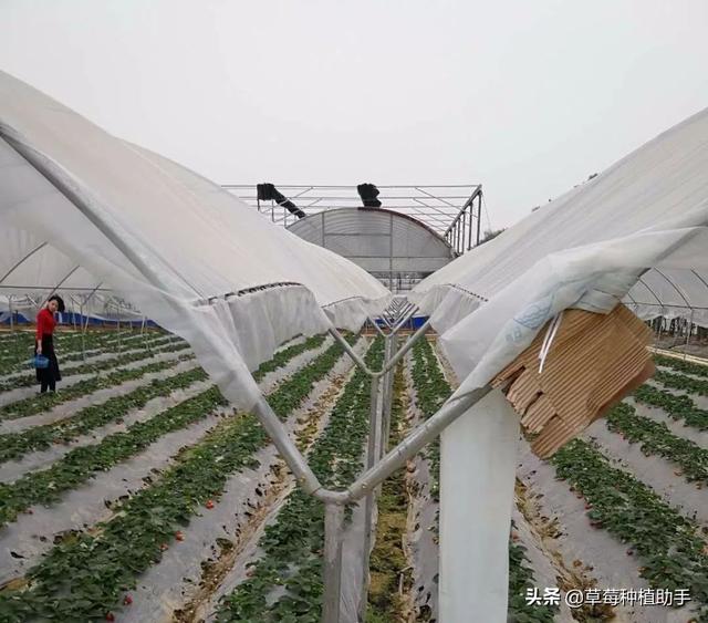 草莓花果期病虫害防治，要抓住四个防治关键期2