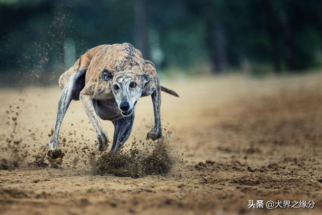 东非猎犬