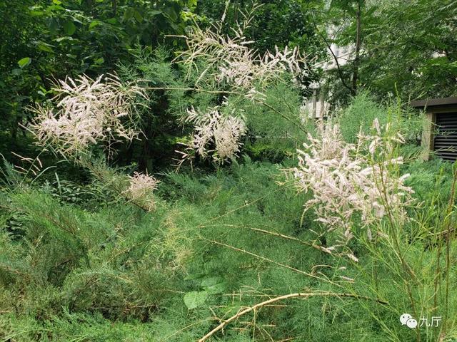 白百合花代表什么