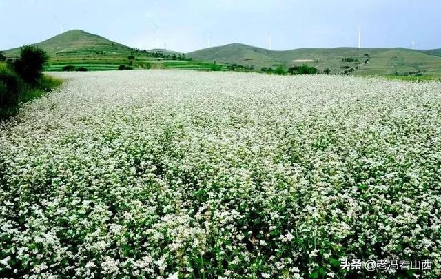 山西：惊艳平鲁，二黑与一白