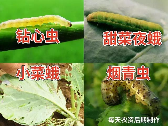 7月中下旬，虫害大量发生，菊酯类药剂不得不用3